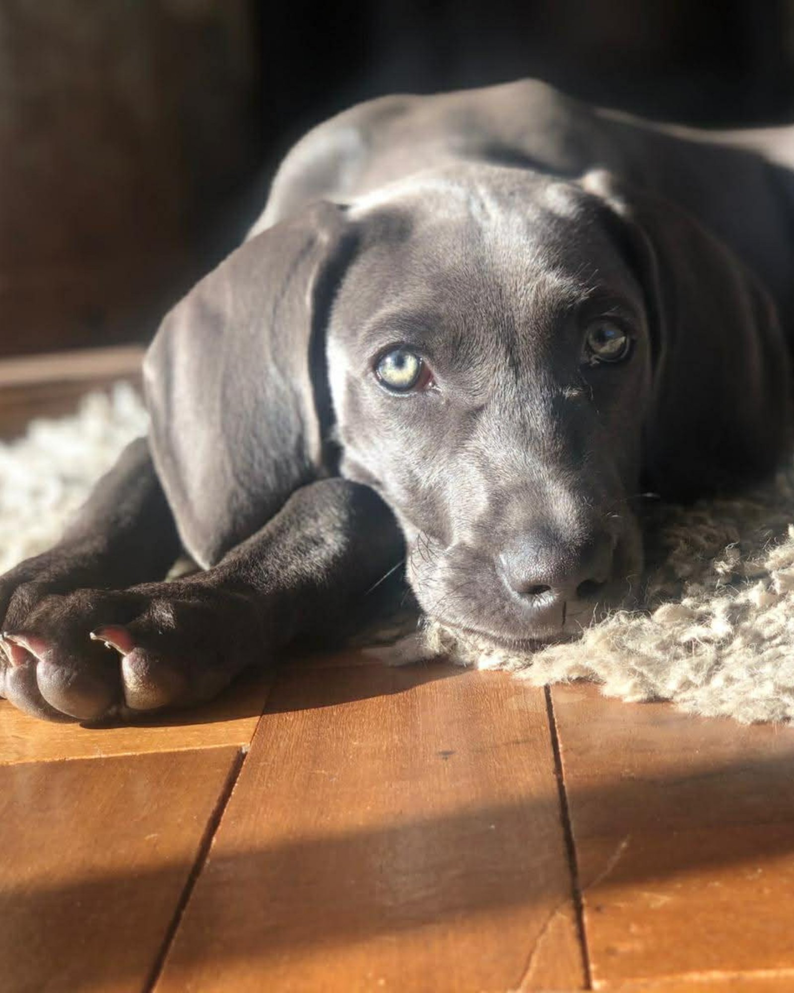 Bailey &mdash; Gaynor&rsquo;s Weimaraner, the quiet heart of the Bailey & Blossom studio